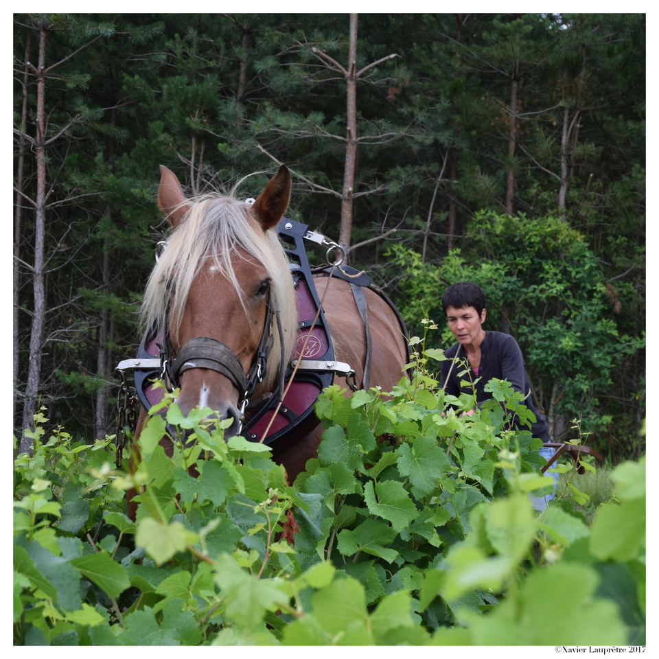 Le domaine COTE CELINE