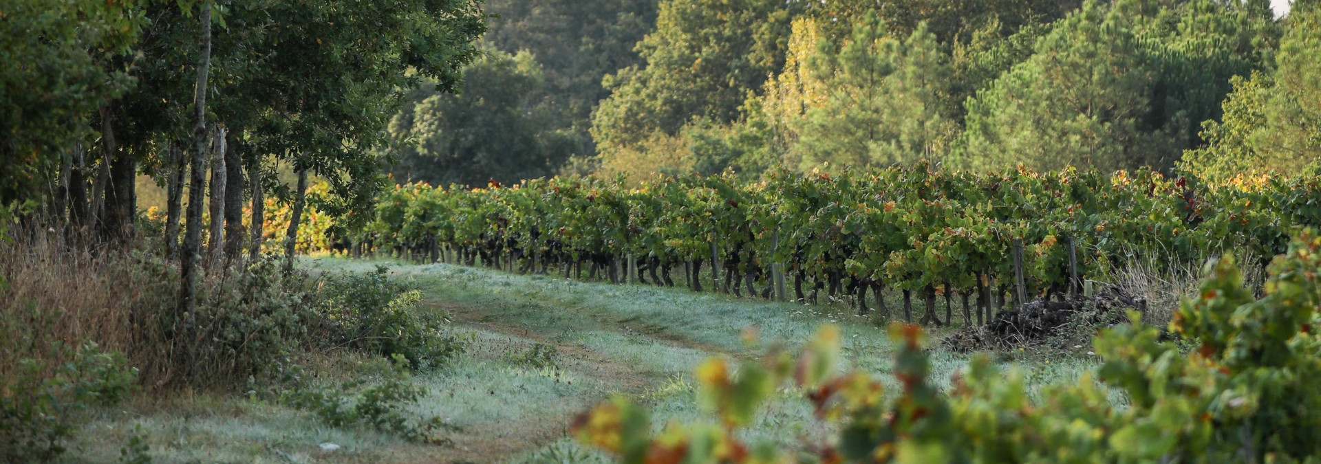Le domaine EARL L'OREE DU SABIA